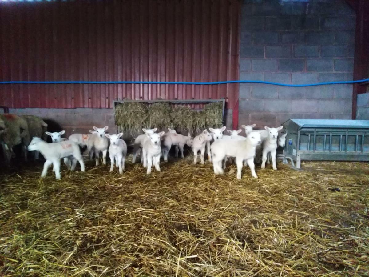 Conwy Pen Cefn Farm Holiday Abergele Exterior foto